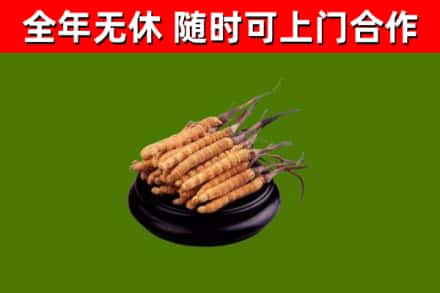 鼎湖区烟酒回收冬虫夏草.jpg