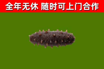 鼎湖区回收海参干